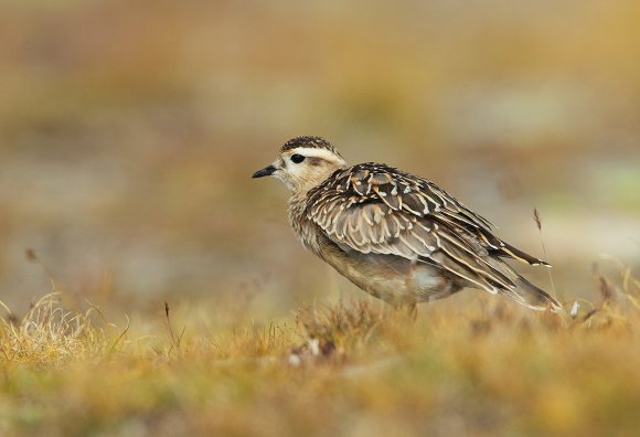 Piviere tortolino - Eurasian dotterel (Charadrius morinellus)