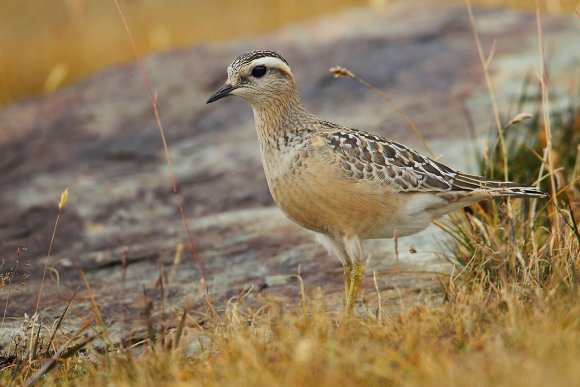 Piviere tortolino - Eurasian dotterel (Charadrius morinellus)