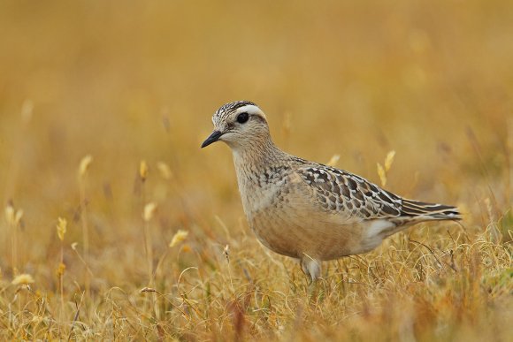 Piviere tortolino - Eurasian dotterel (Charadrius morinellus)