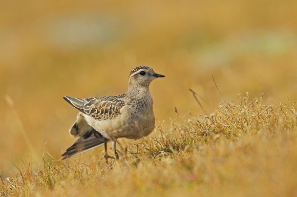 Piviere tortolino - Eurasian dotterel (Charadrius morinellus)