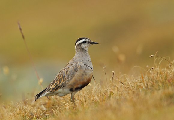 Piviere tortolino - Eurasian dotterel (Charadrius morinellus)