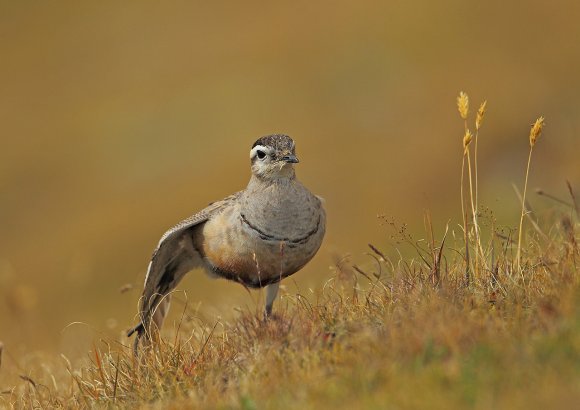 Piviere tortolino - Eurasian dotterel (Charadrius morinellus)