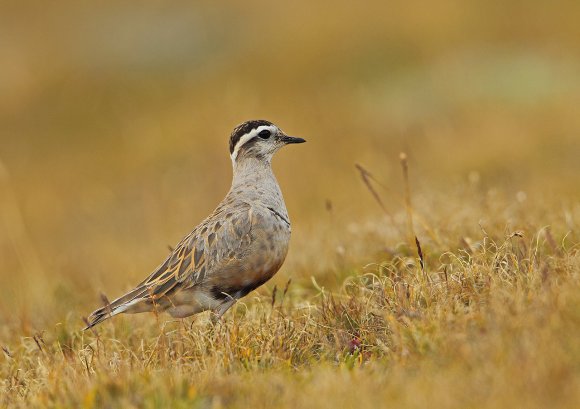 Piviere tortolino - Eurasian dotterel (Charadrius morinellus)