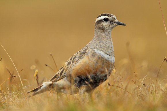 Piviere tortolino - Eurasian dotterel (Charadrius morinellus)