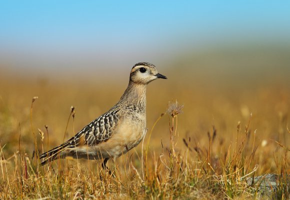 Piviere tortolino - Eurasian dotterel (Charadrius morinellus)