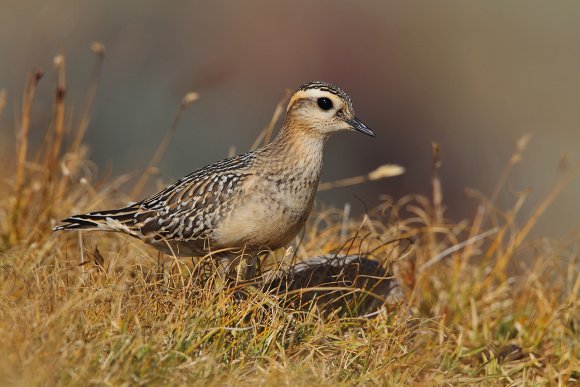 Piviere tortolino - Eurasian dotterel (Charadrius morinellus)