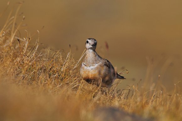 Piviere tortolino - Eurasian dotterel (Charadrius morinellus)