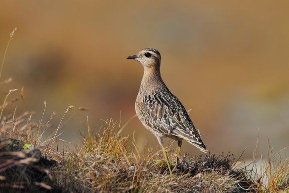 Piviere tortolino - Eurasian dotterel (Charadrius morinellus)