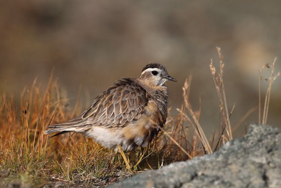 Piviere tortolino - Eurasian dotterel (Charadrius morinellus)