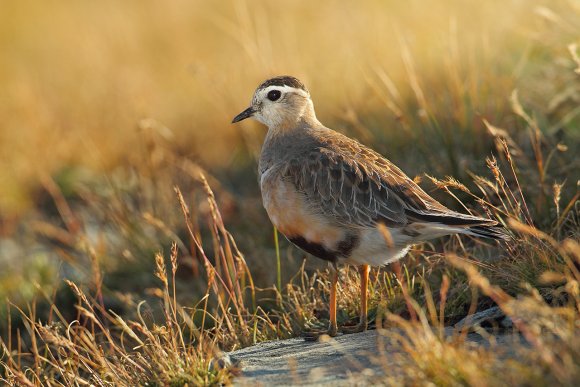 Piviere tortolino - Eurasian dotterel (Charadrius morinellus)