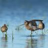 Piro piro pettorossiccio minore - Short-billed dowitcher (Limnodromus griseus)