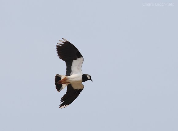 Pavoncella - Northern lapwing (Vanellus vanellus)