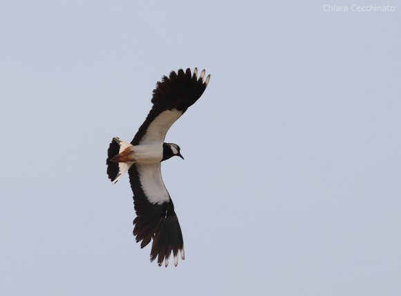 Pavoncella - Northern lapwing (Vanellus vanellus)