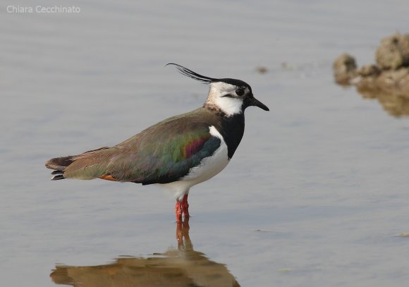 Pavoncella - Northern lapwing (Vanellus vanellus)