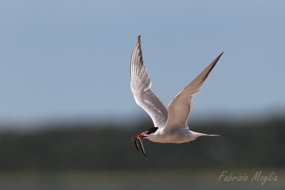 Sterna comune - Common tern (Sterna hirundo)