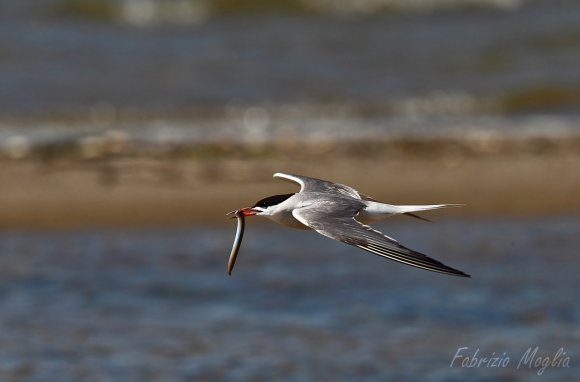 Sterna comune - Common tern (Sterna hirundo)