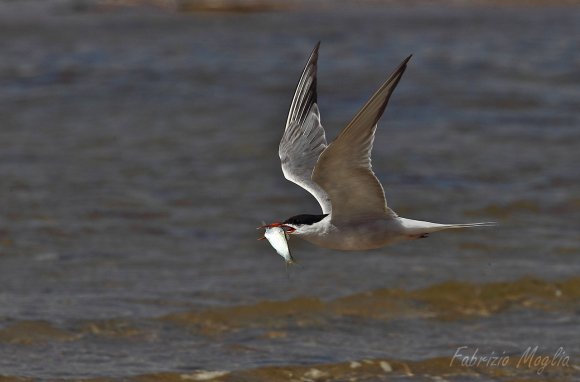 Sterna comune - Common tern (Sterna hirundo)