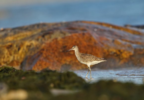 Piro piro Zampelunghe - Stilt sandpiper (Calidris himantopus 