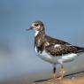 Voltapietre - Ruddy turnstone (Arenaria interpres)