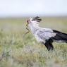 Serpentario - Secretary bird