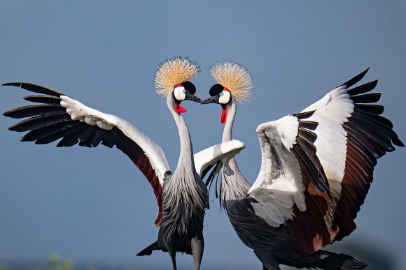 Gru coronata - Crowned crane