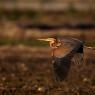 Airone rosso - Purple heron (Ardea purpurea)