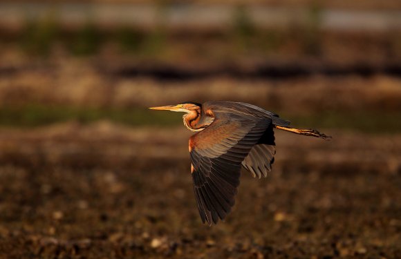 Airone rosso - Purple heron (Ardea purpurea)