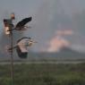 Airone cenerino - Grey heron (Ardea cinerea)