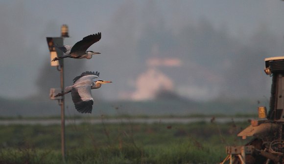 Airone cenerino - Grey heron (Ardea cinerea)