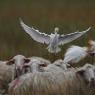 Airone guardabuoi - Cattle egret (Bubulcus ibis)