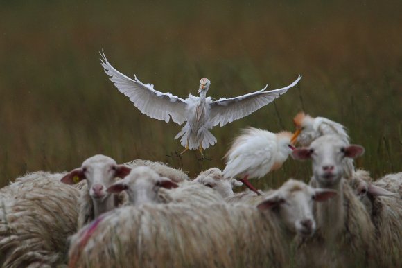 Airone guardabuoi - Cattle egret (Bubulcus ibis)