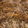 Tarabuso - Bittern (Botaurus stellaris)