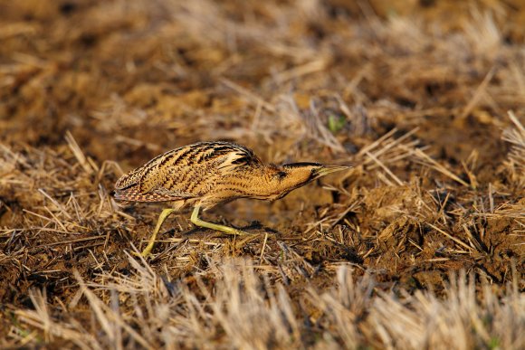 Tarabuso - Bittern (Botaurus stellaris)