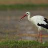 Cicogna - White stork (Ciconia ciconia)