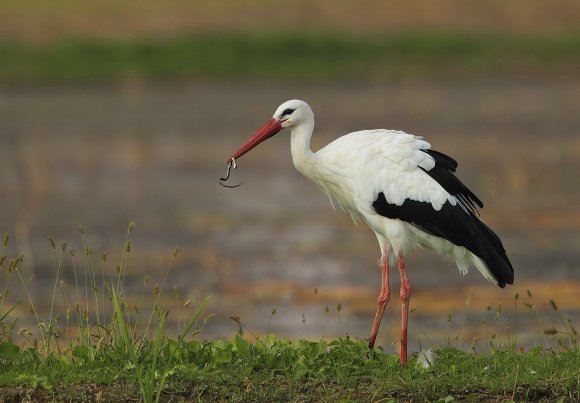 Cicogna - White stork (Ciconia ciconia)