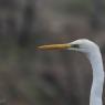 Airone bianco maggiore - Great egret (Ardea alba)