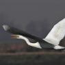 Airone bianco maggiore - Great egret (Ardea alba)