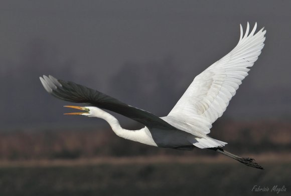 Airone bianco maggiore - Great egret (Ardea alba)