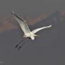 Airone bianco maggiore - Great egret (Ardea alba)