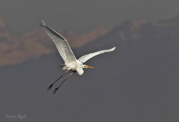Airone bianco maggiore - Great egret (Ardea alba)