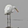 Airone bianco maggiore - Great egret (Ardea alba)