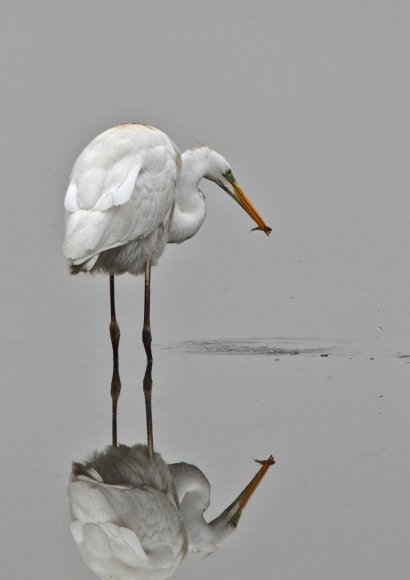 Airone bianco maggiore - Great egret (Ardea alba)