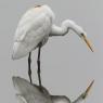 Airone bianco maggiore - Great egret (Ardea alba)