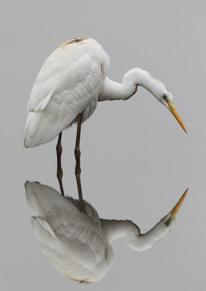 Airone bianco maggiore - Great egret (Ardea alba)