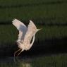 Airone bianco maggiore - Great egret (Ardea alba)