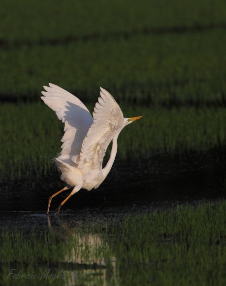 Airone bianco maggiore - Great egret (Ardea alba)