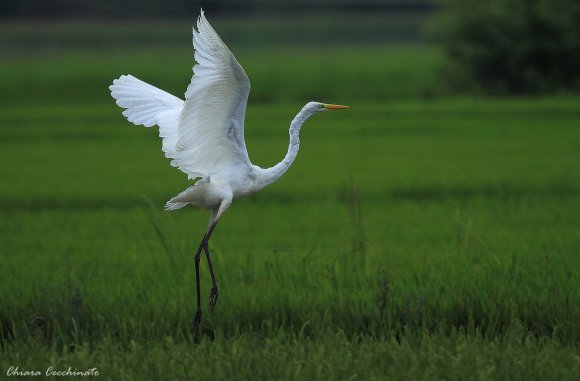 Airone bianco maggiore - Great egret (Ardea alba)