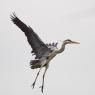 Airone cenerino - Grey heron (Ardea cinerea)