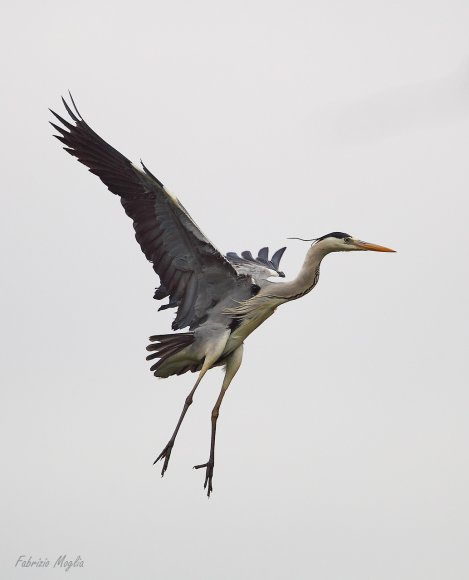 Airone cenerino - Grey heron (Ardea cinerea)