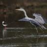 Airone cenerino - Grey heron (Ardea cinerea)